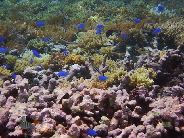Nomad Divers Bangka Likupang エクステリア 写真